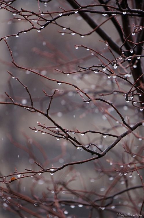 11月の雨の壁紙,自然,木,小枝,空,工場