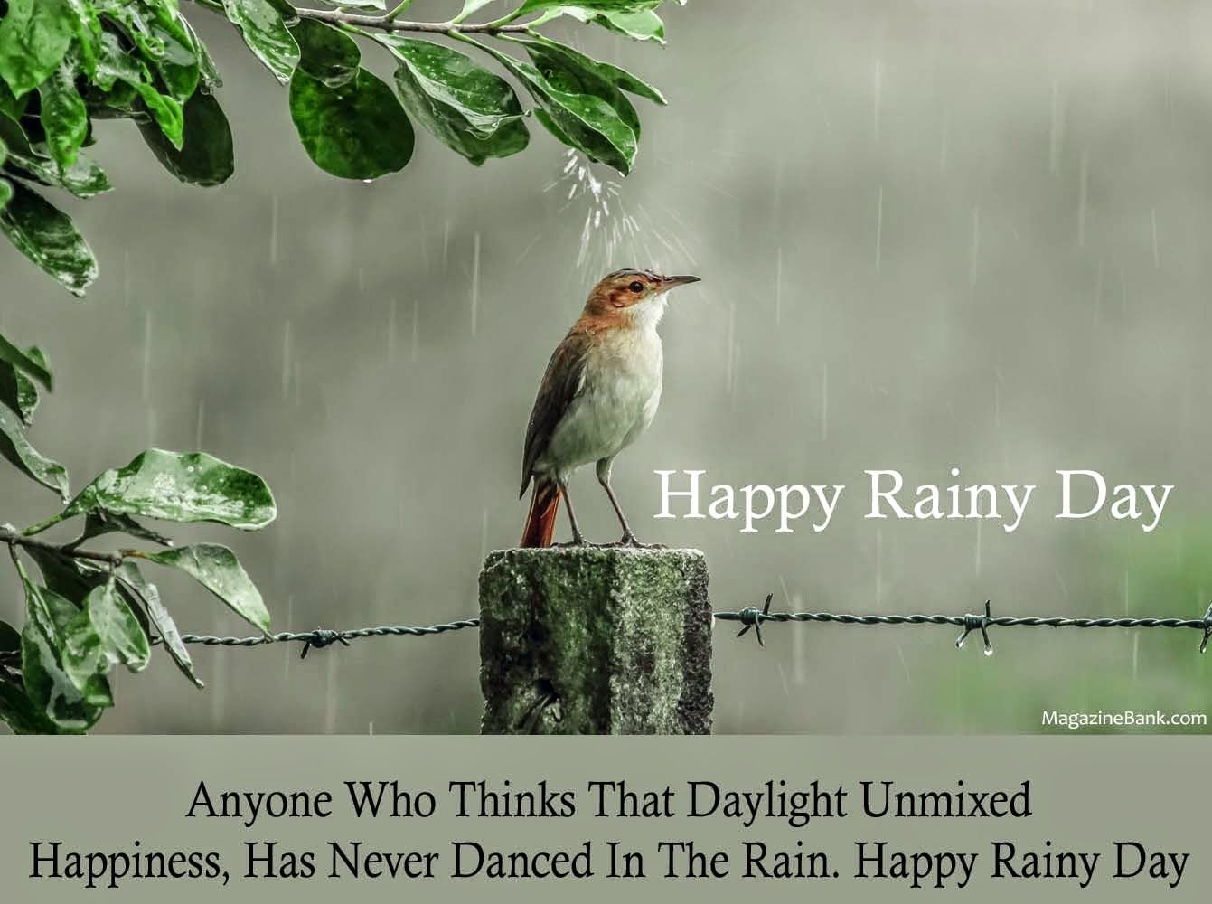 幸せな雨の日の壁紙,鳥,ナイチンゲール,キツツキフィンチ,野生動物,止まった鳥