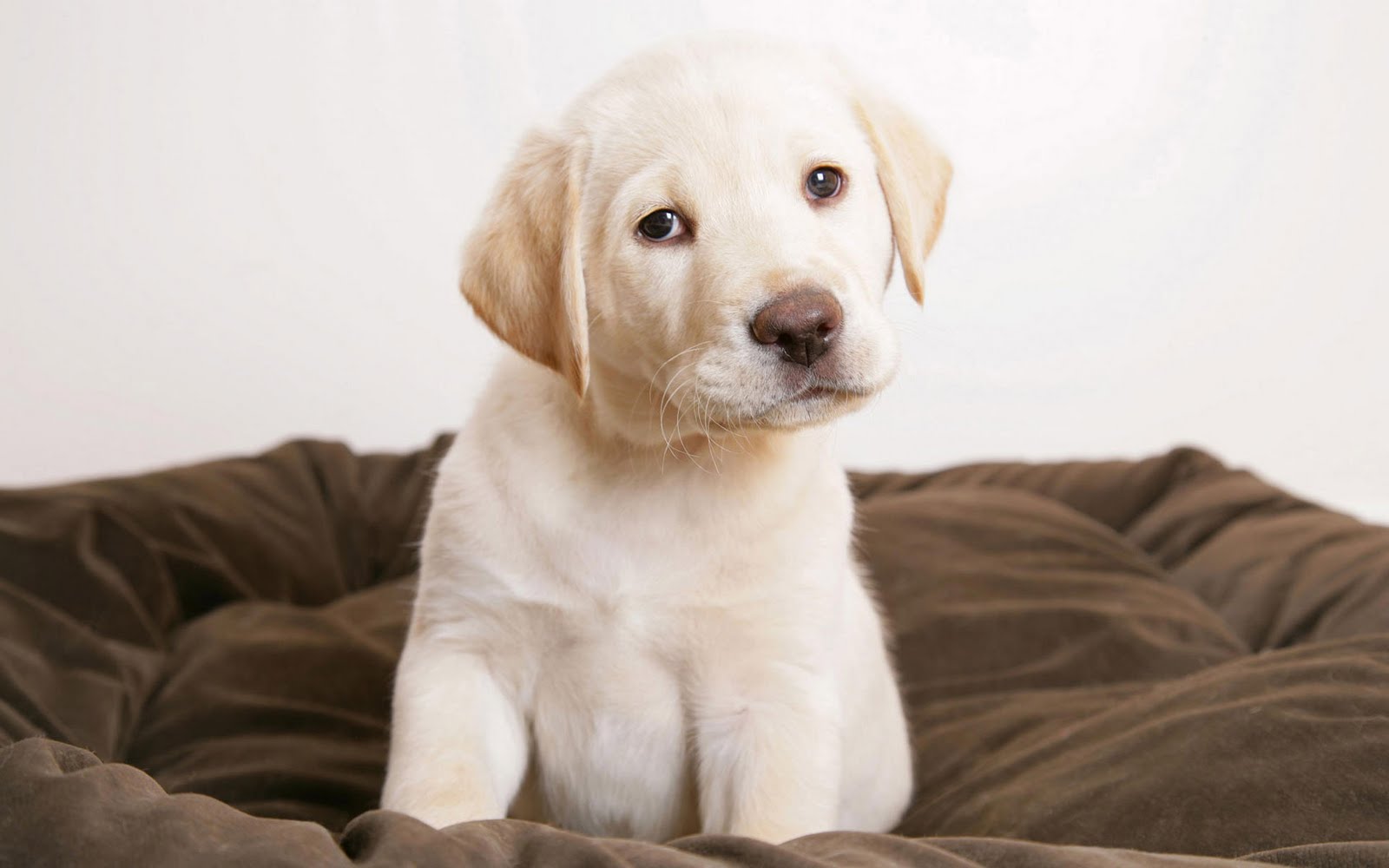 chien labrador fonds d'écran hd,chien,labrador retriever,chiot,chien de compagnie