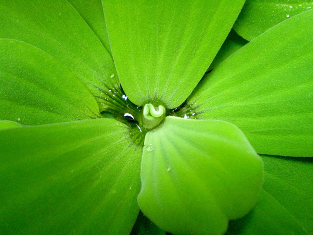 fond d'écran ordinateur plein écran,vert,feuille,plante,l'eau,fleur