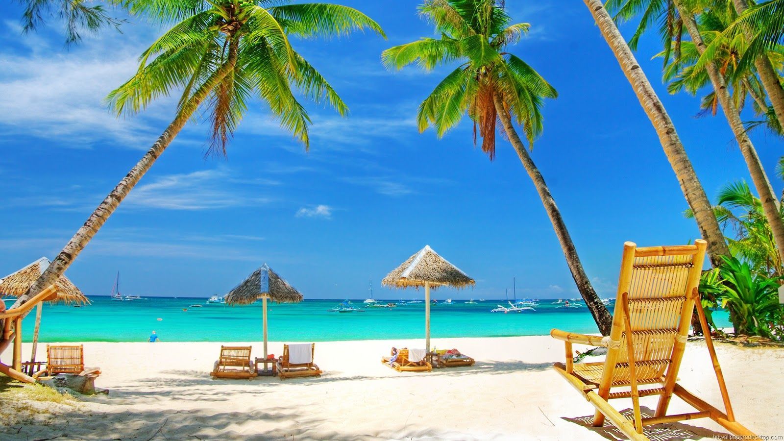 sfondo per computer a schermo intero,vacanza,caraibico,spiaggia,albero,palma
