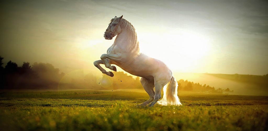 3d horse wallpaper,horse,mammal,vertebrate,stallion,mustang horse