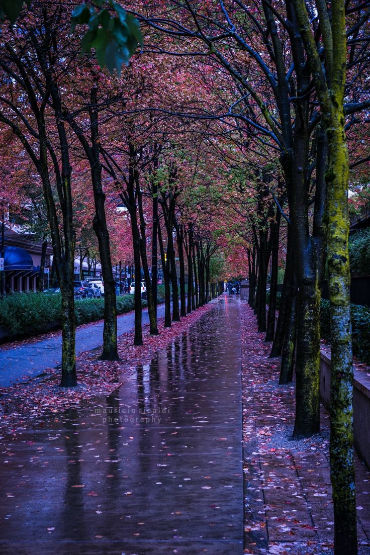 regenwetter tapeten,natur,baum,natürliche landschaft,lila,gehweg