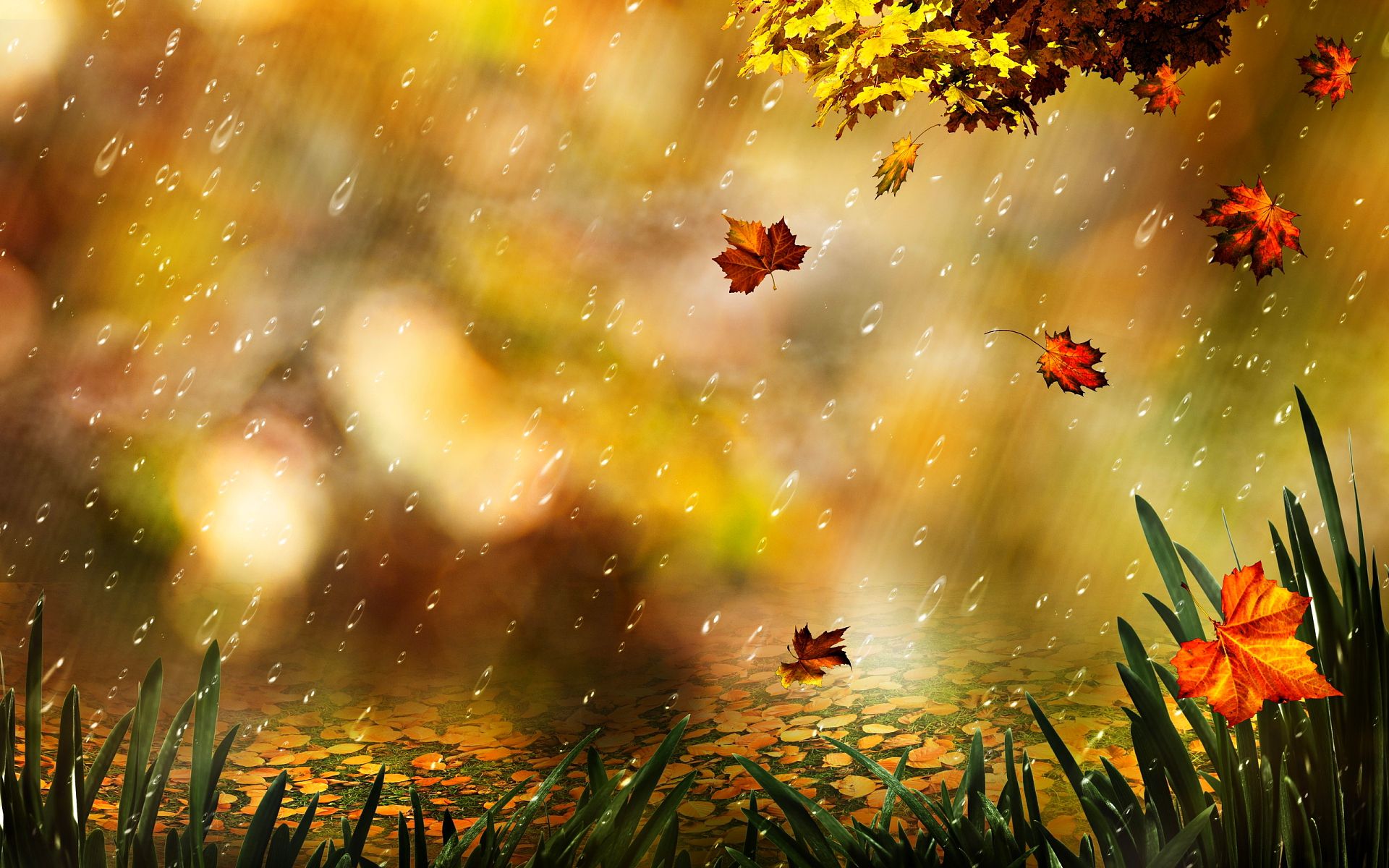 雨の天気の壁紙,自然,自然の風景,葉,黄,空