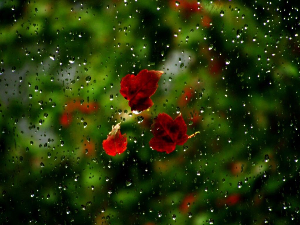 rainy weather wallpapers,nature,red,green,water,leaf