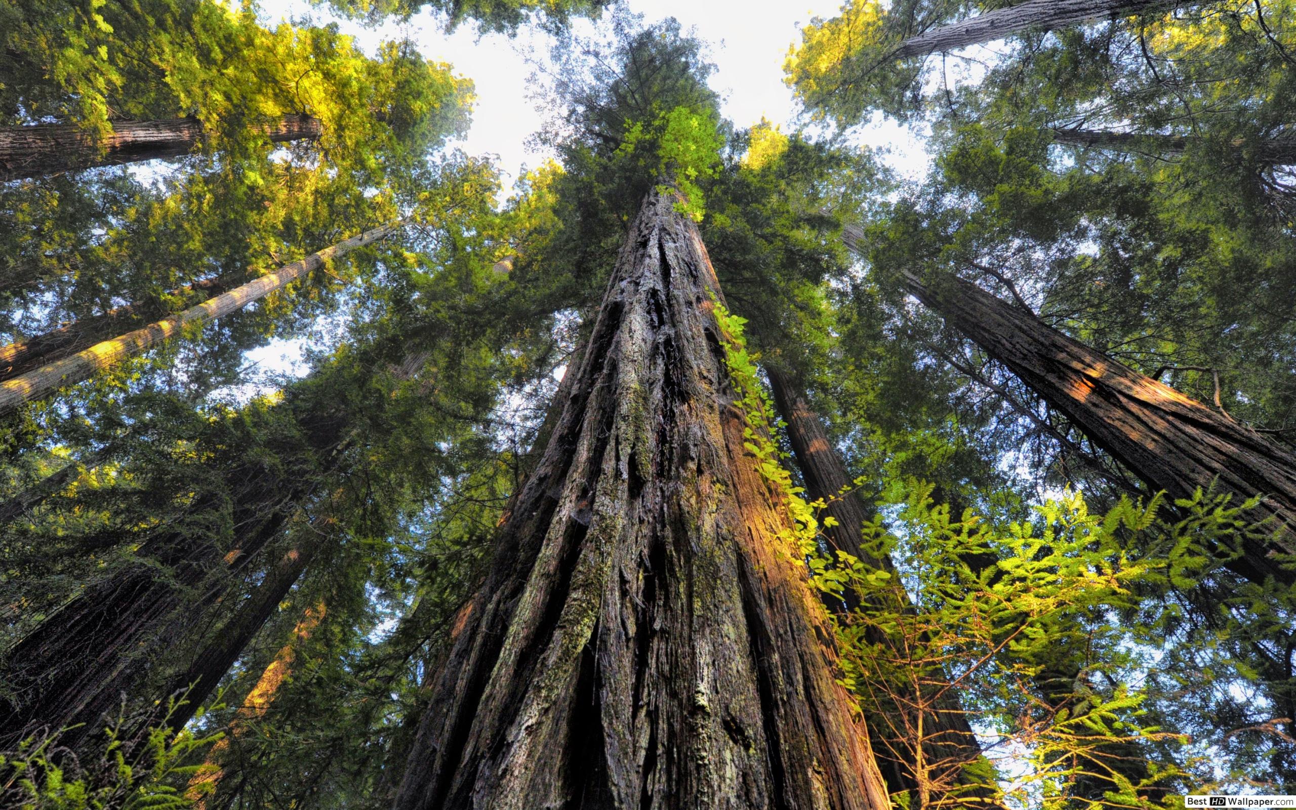 yağmur wallpaper,tree,bigtree,redwood,nature,old growth forest