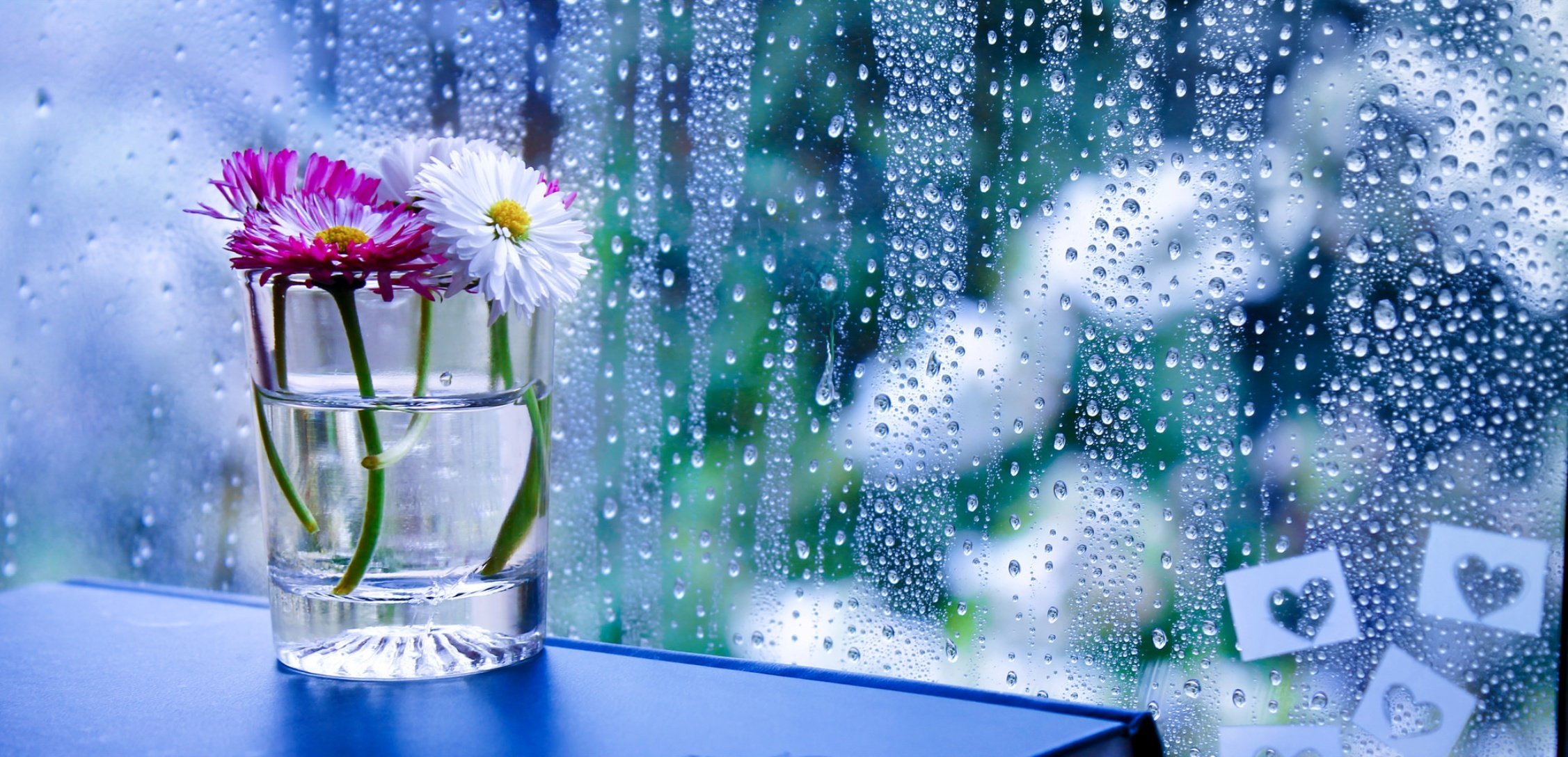 flowers in rain hd wallpapers,water,flower,plant,glass,wildflower