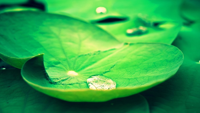 télécharger fond d'écran barish,vert,feuille,l'eau,la nature,rosée