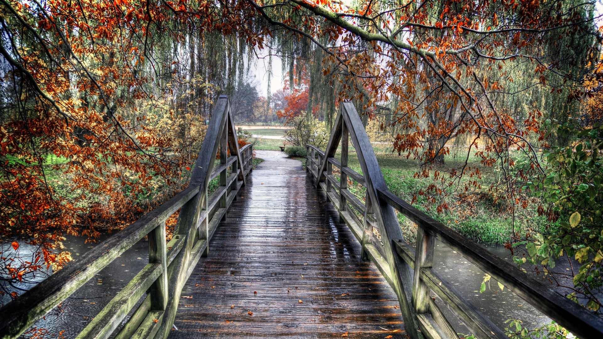 rainy day wallpaper hd,nature,tree,leaf,natural landscape,autumn