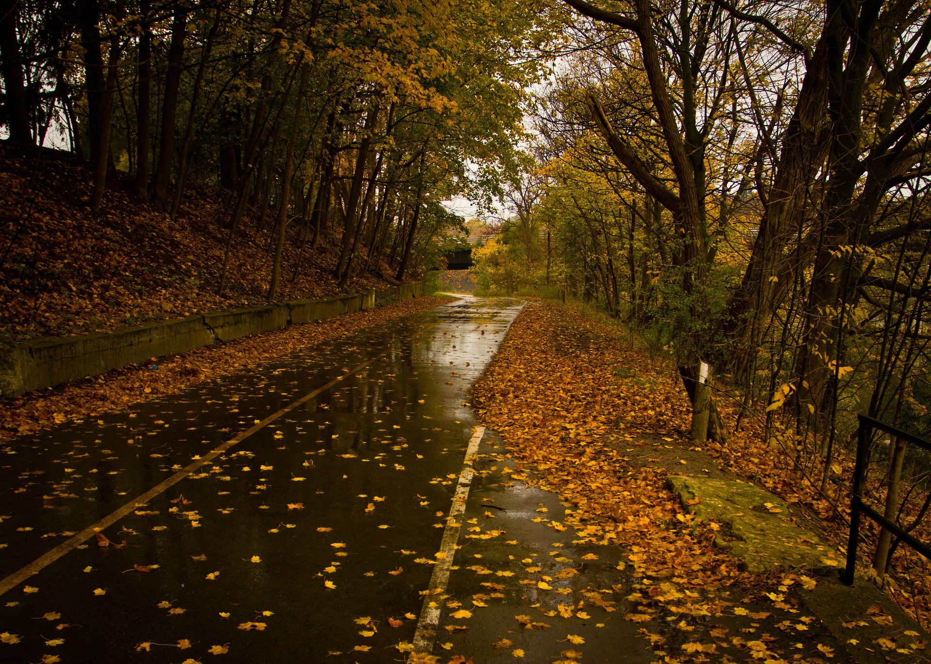 regentag tapete hd,natur,natürliche landschaft,baum,blatt,herbst