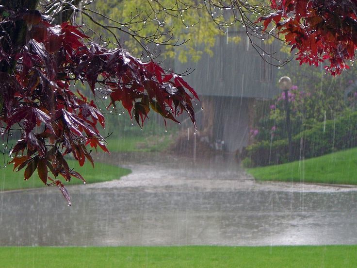 rainy day wallpaper hd,leaf,red,nature,tree,green