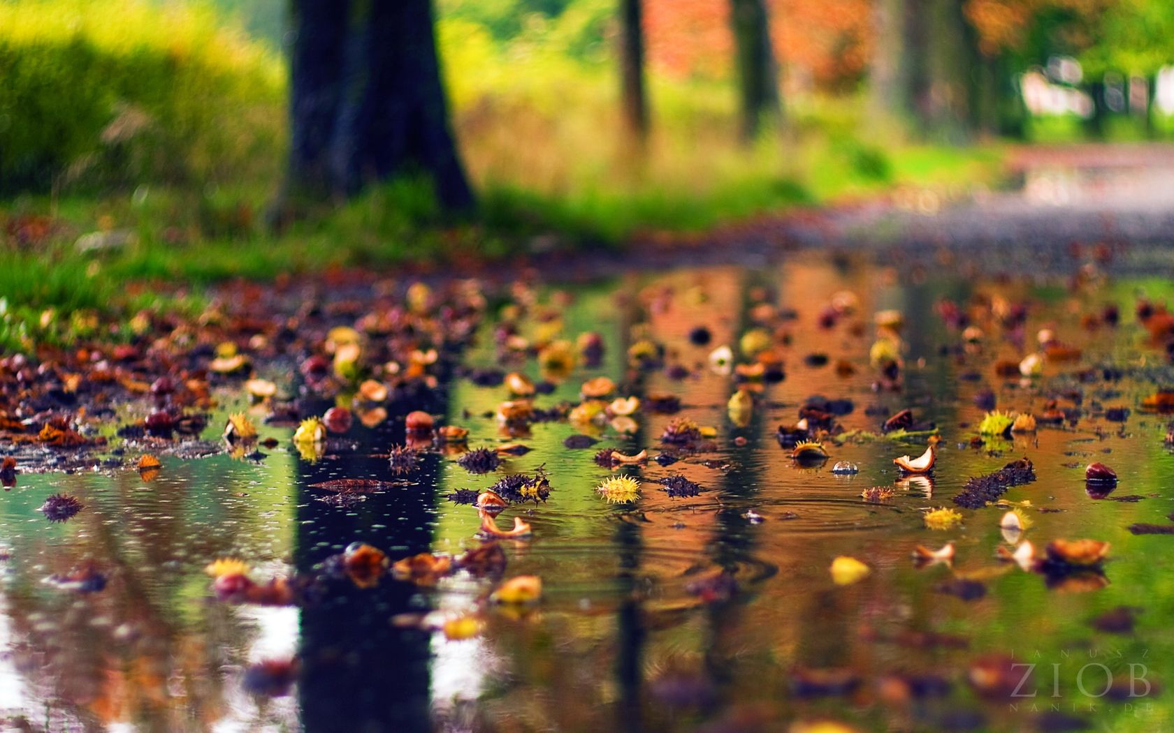 rainy day wallpaper hd,nature,leaf,natural landscape,water,tree