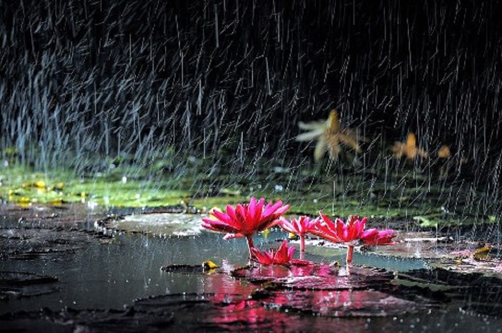 rainy season hd wallpaper,nature,aquatic plant,flower,natural landscape,lotus family