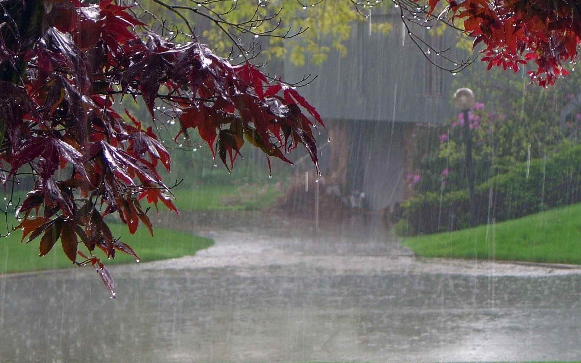 梅雨のhdの壁紙,葉,赤,木,緑,水