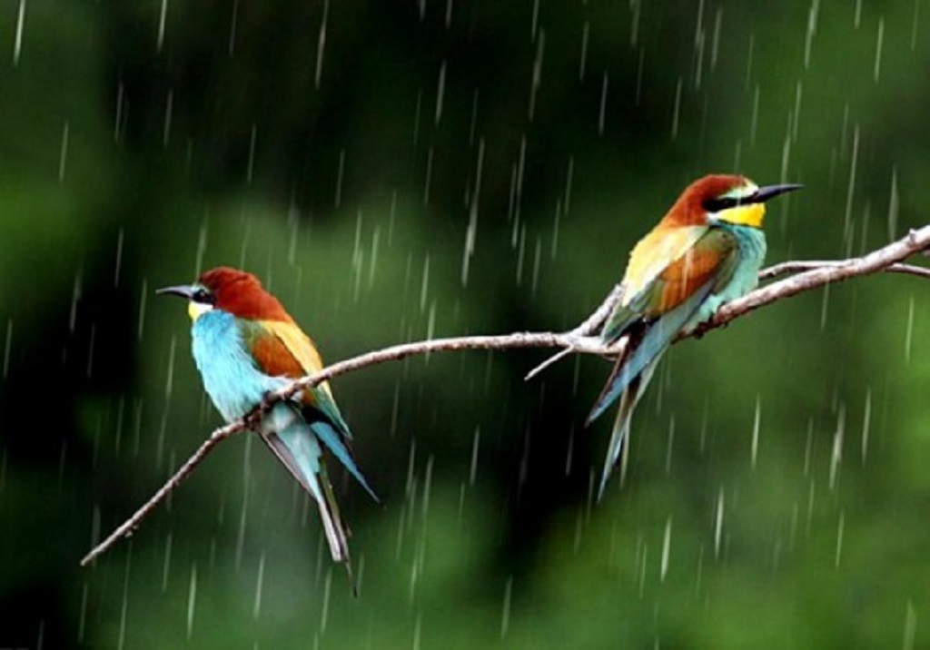 rainy season hd wallpaper,bird,vertebrate,beak,bee eater,coraciiformes