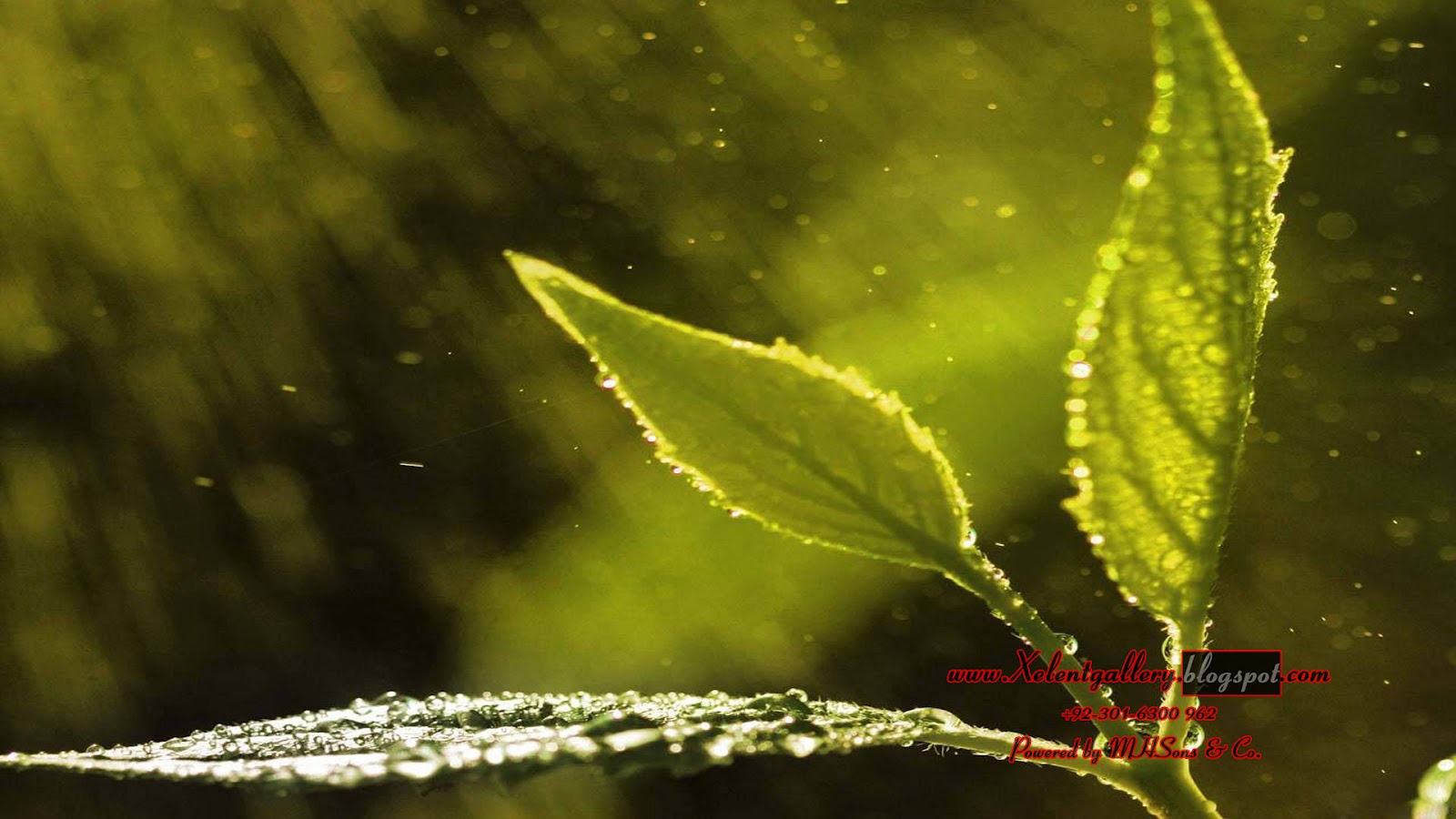 rainy season hd wallpaper,water,nature,green,leaf,macro photography