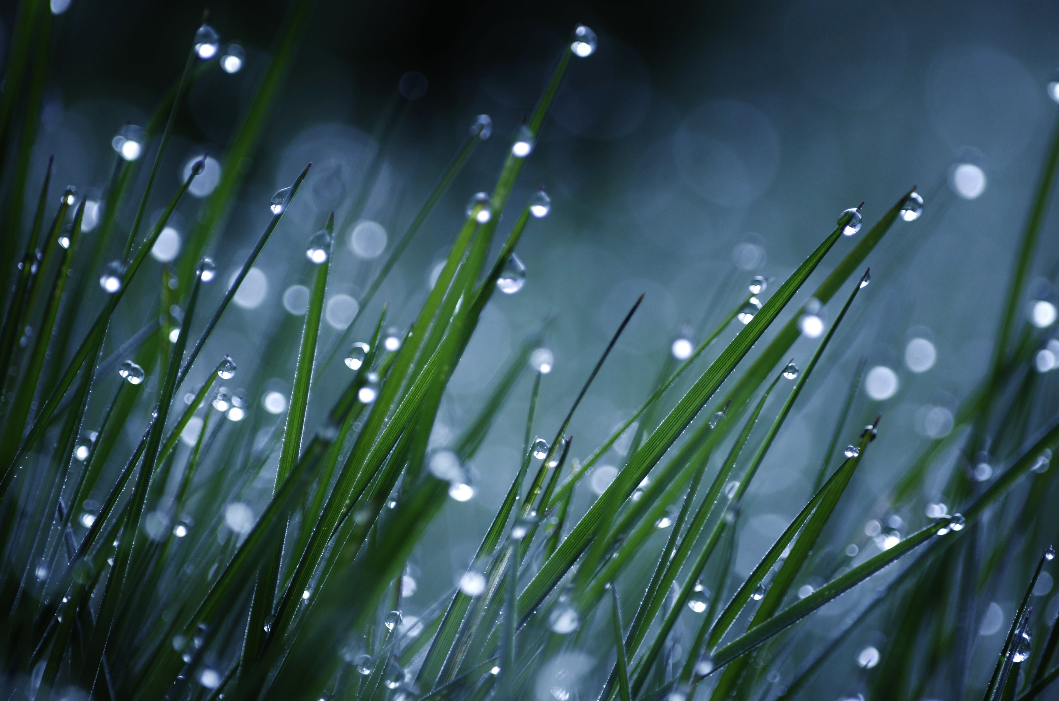 gotas de lluvia fondo de pantalla hd,humedad,rocío,agua,verde,césped