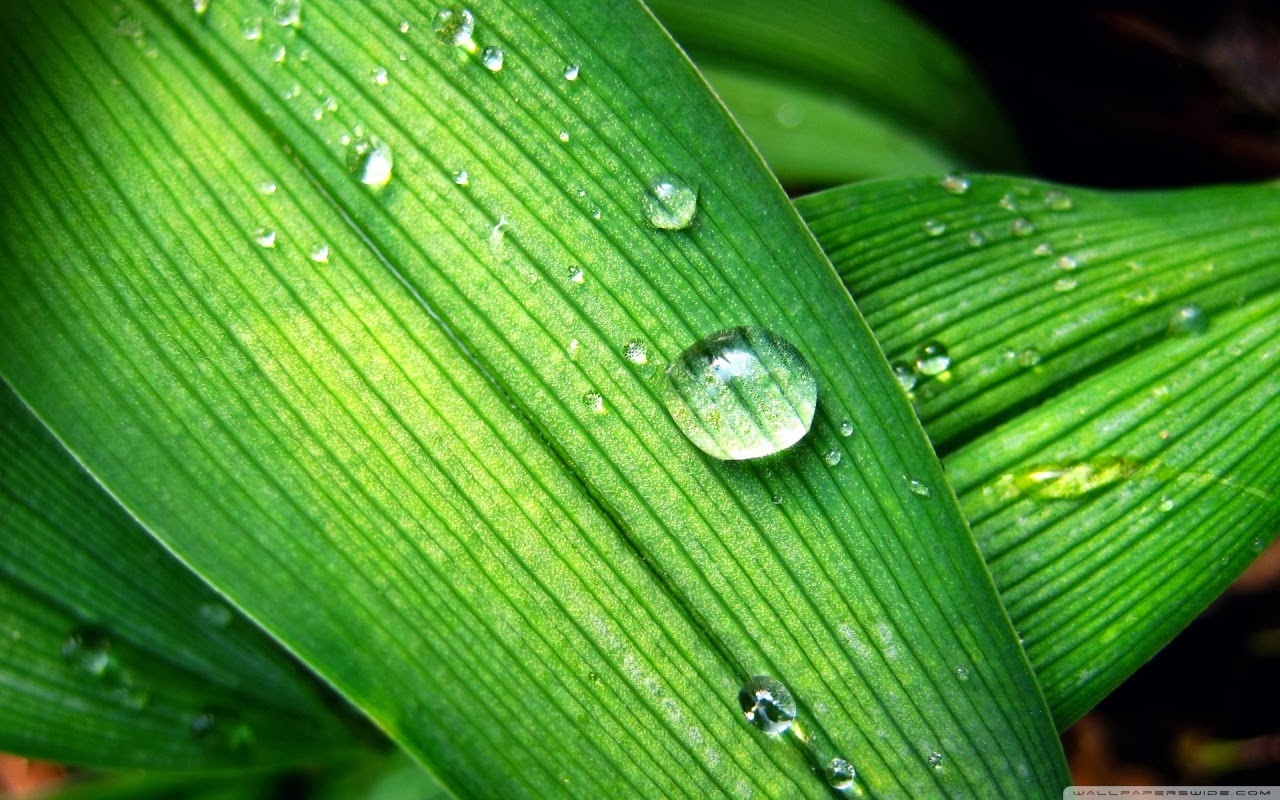 rain drops hd wallpaper,leaf,water,dew,drop,moisture