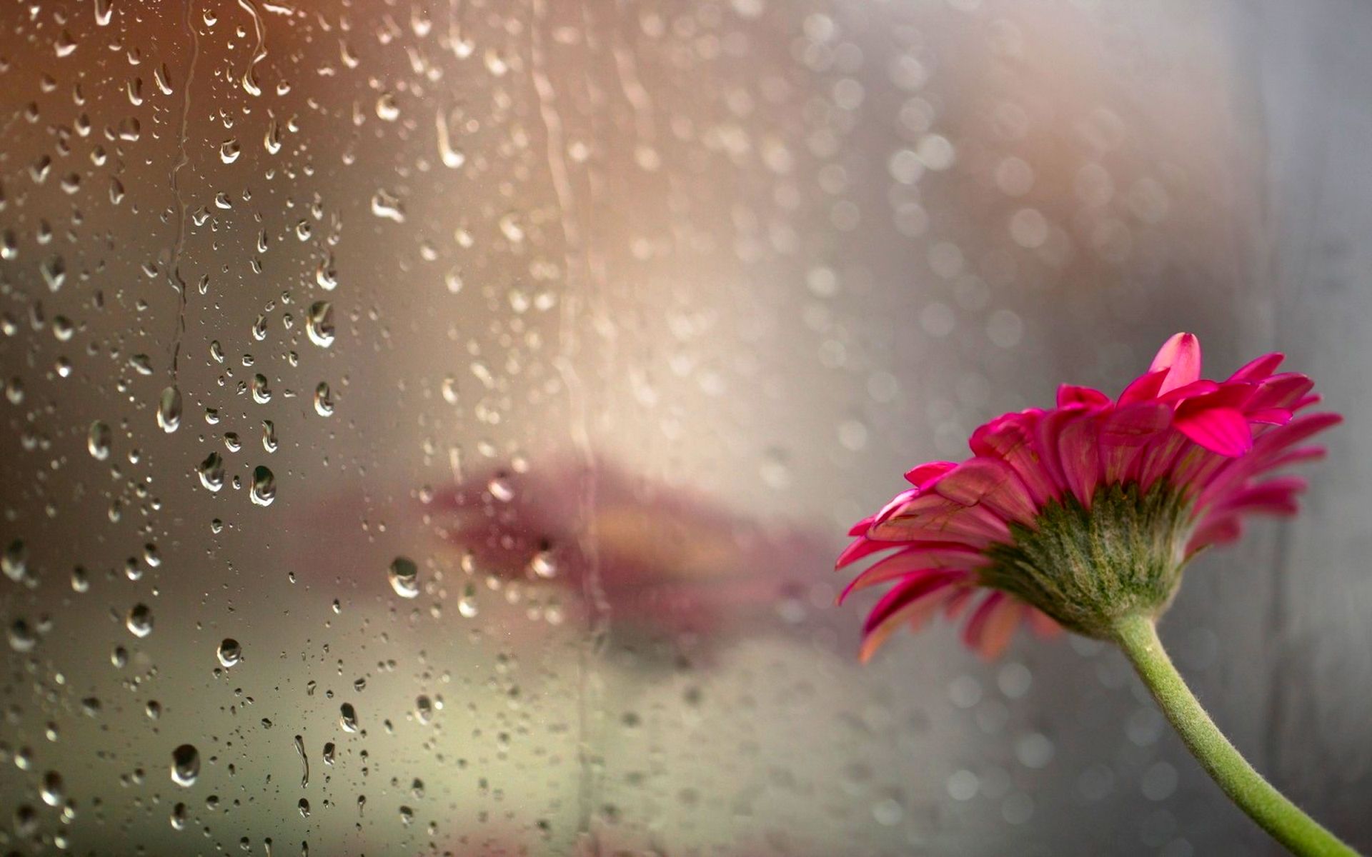 rain drops hd wallpaper,water,nature,flower,petal,pink