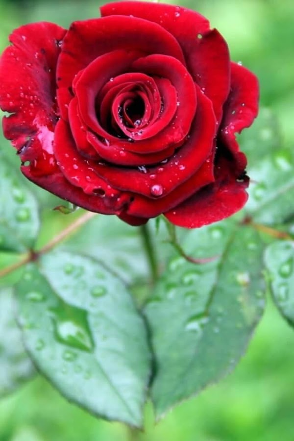 rain rose wallpaper,flower,flowering plant,garden roses,red,petal