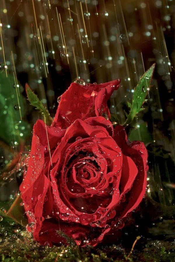 rain rose wallpaper,garden roses,rose,red,rose family,flower