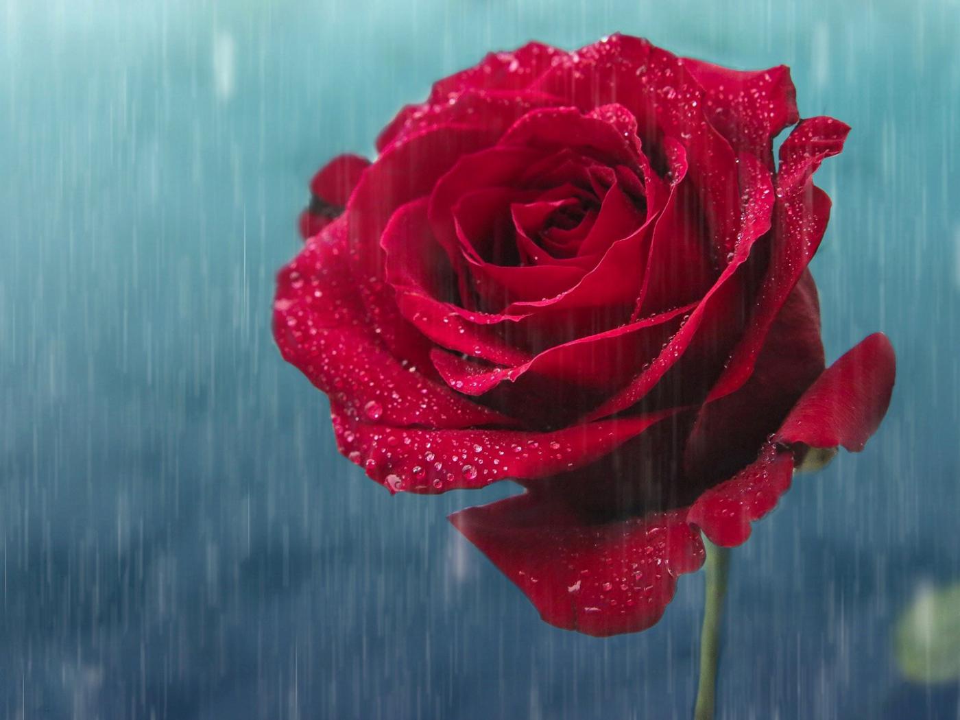 fond d'écran pluie rose,roses de jardin,rose,rouge,fleur,pétale