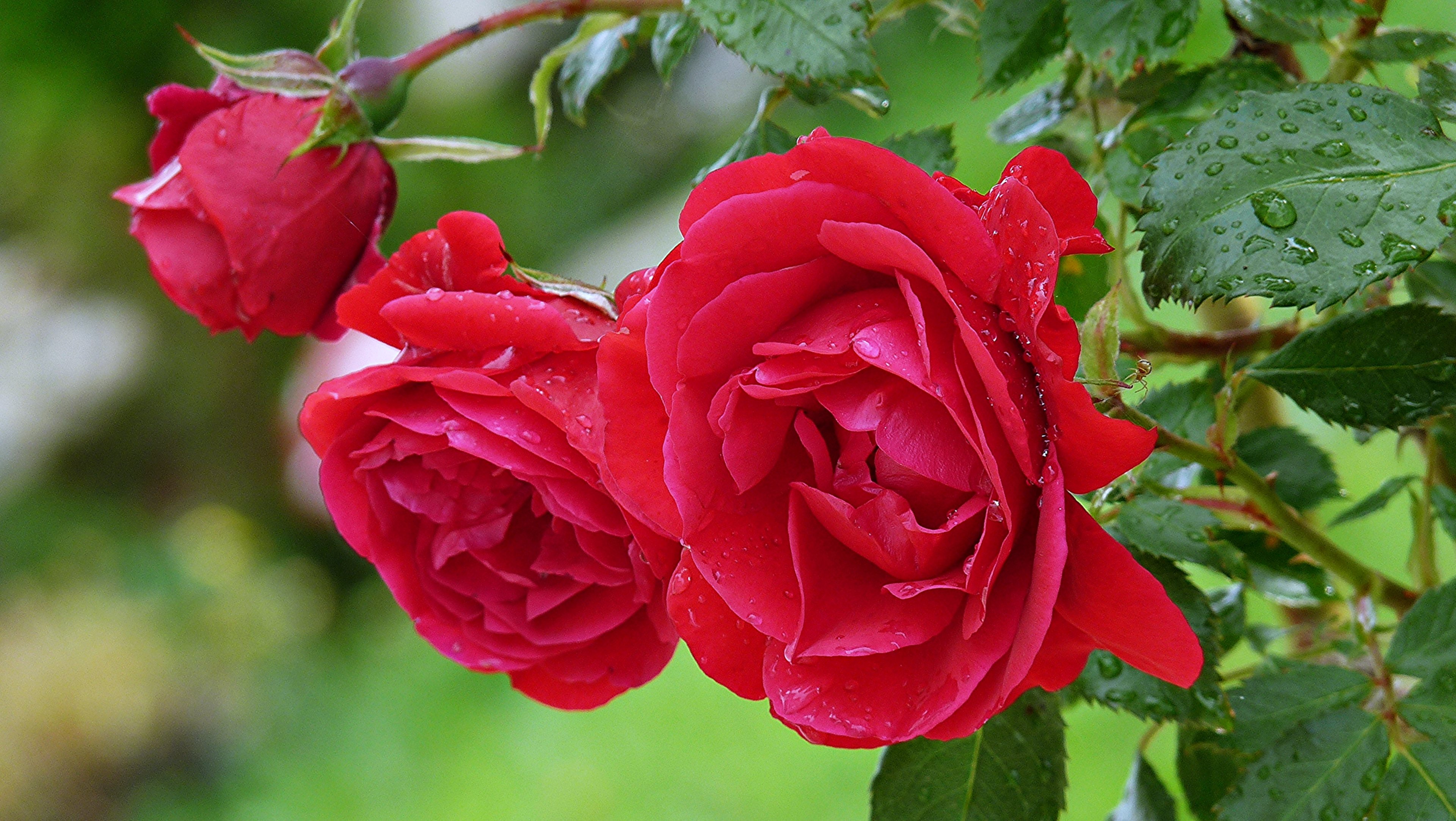 carta da parati rosa della pioggia,fiore,pianta fiorita,julia child rose,rose da giardino,petalo