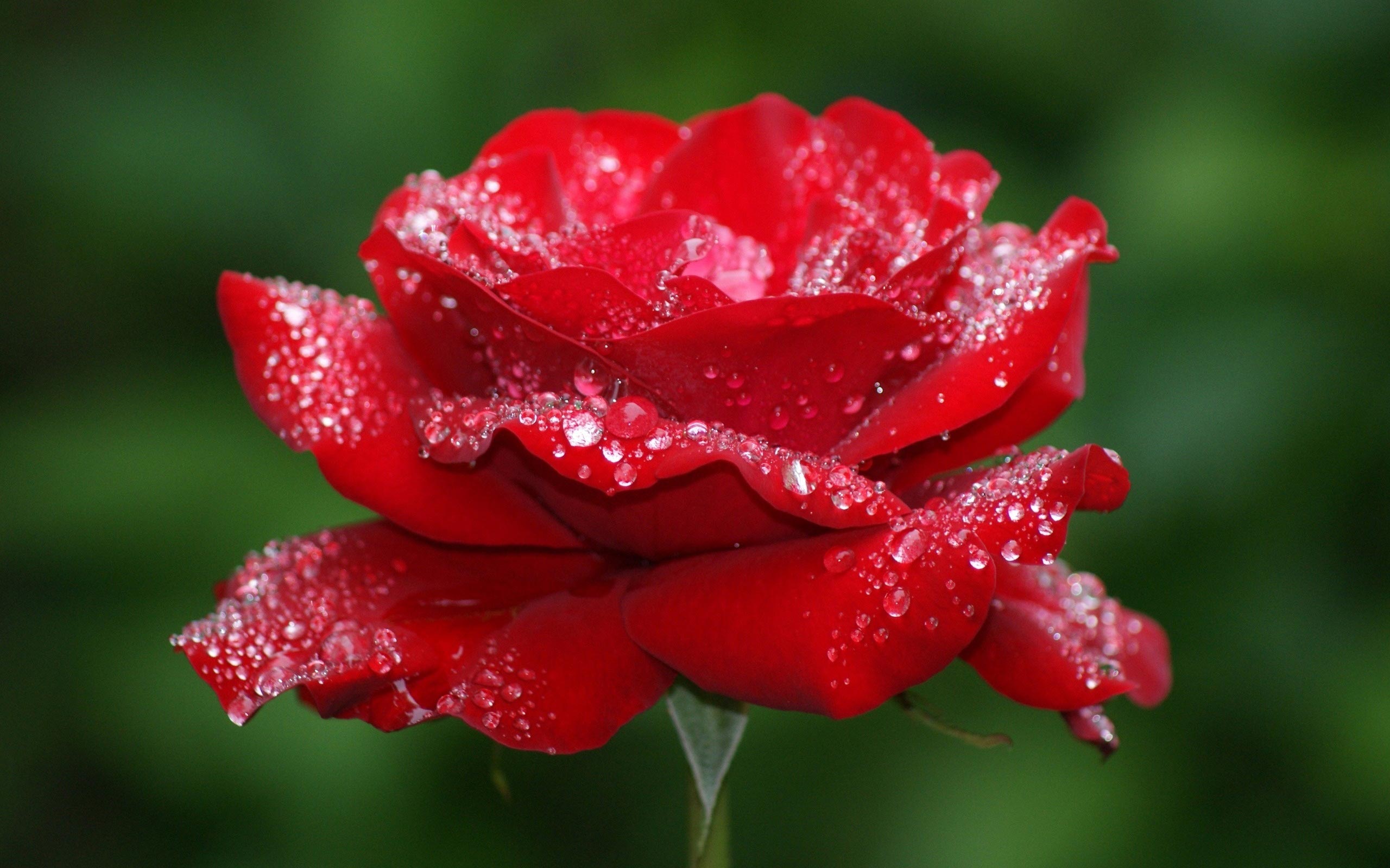 rain rose wallpaper,flower,flowering plant,red,garden roses,petal