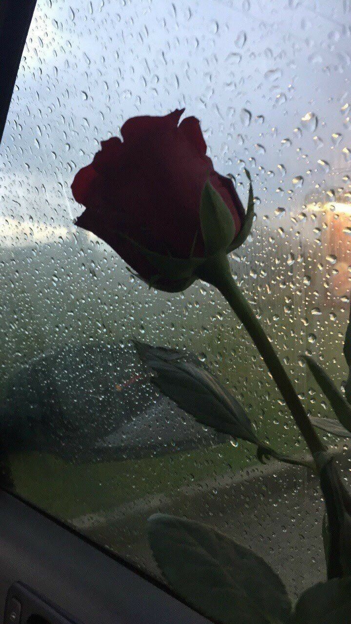 lluvia rosa fondo de pantalla,agua,flor,hoja,pétalo,planta