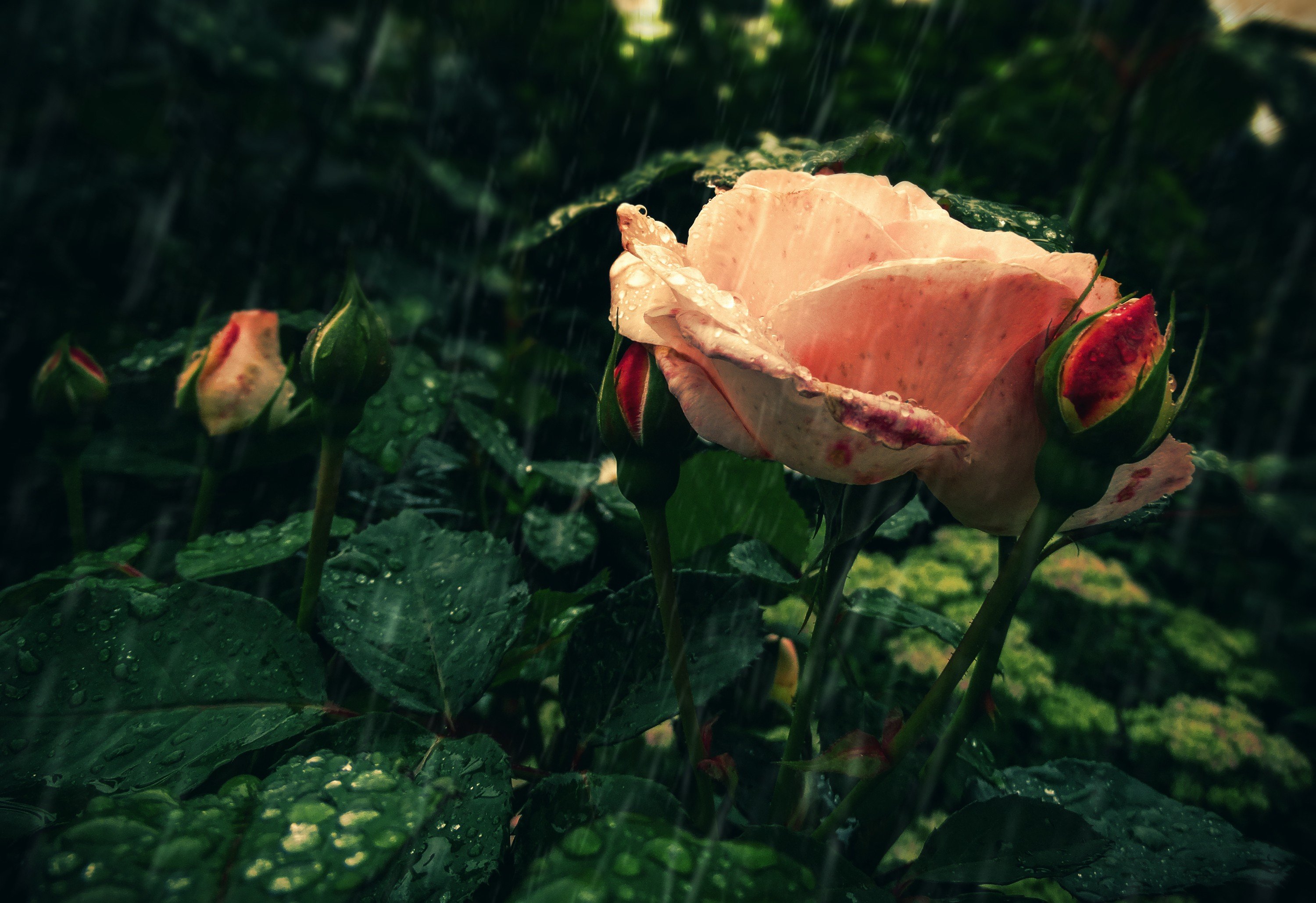 fond d'écran pluie rose,roses de jardin,la nature,fleur,rose,rouge