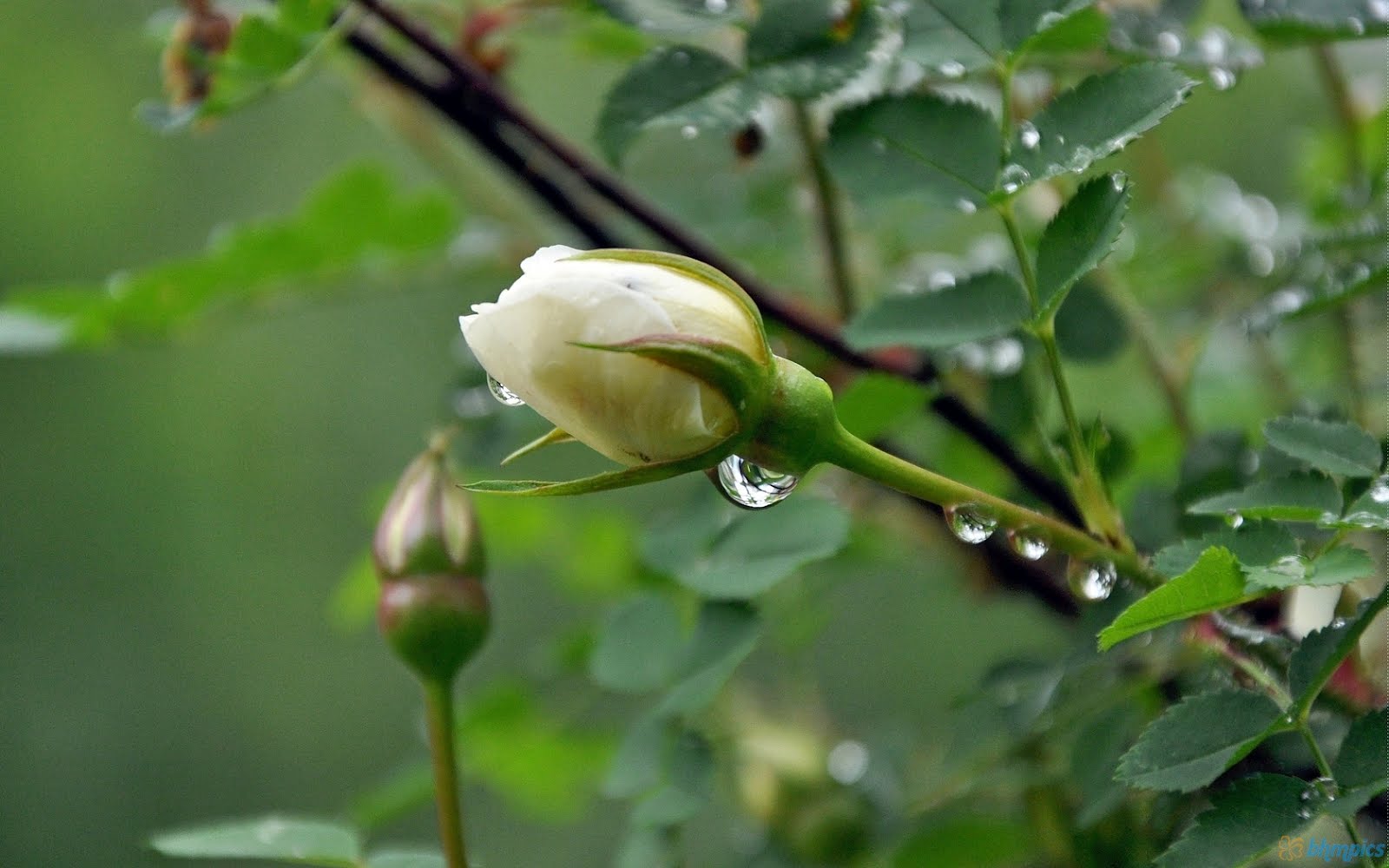 fond d'écran pluie rose,fleur,plante,bourgeon,plante à fleurs,tige de plante