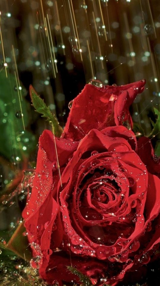 rain rose wallpaper,rose,garden roses,flower,red,rose family