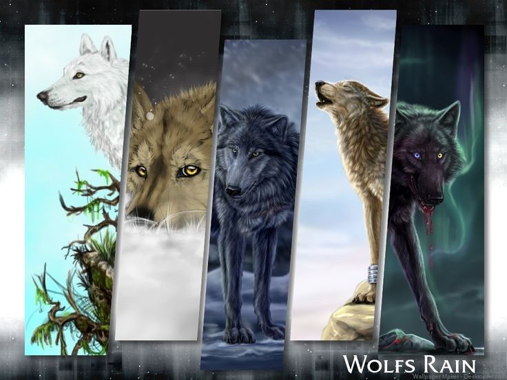 carta da parati pioggia lupi,natura,lupo,coyote,personaggio fittizio,lupo rosso