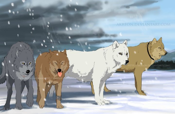 fondo de pantalla de lluvia de lobos,perro,perro de groenlandia,husky sakhalin,perro lobo,lobo