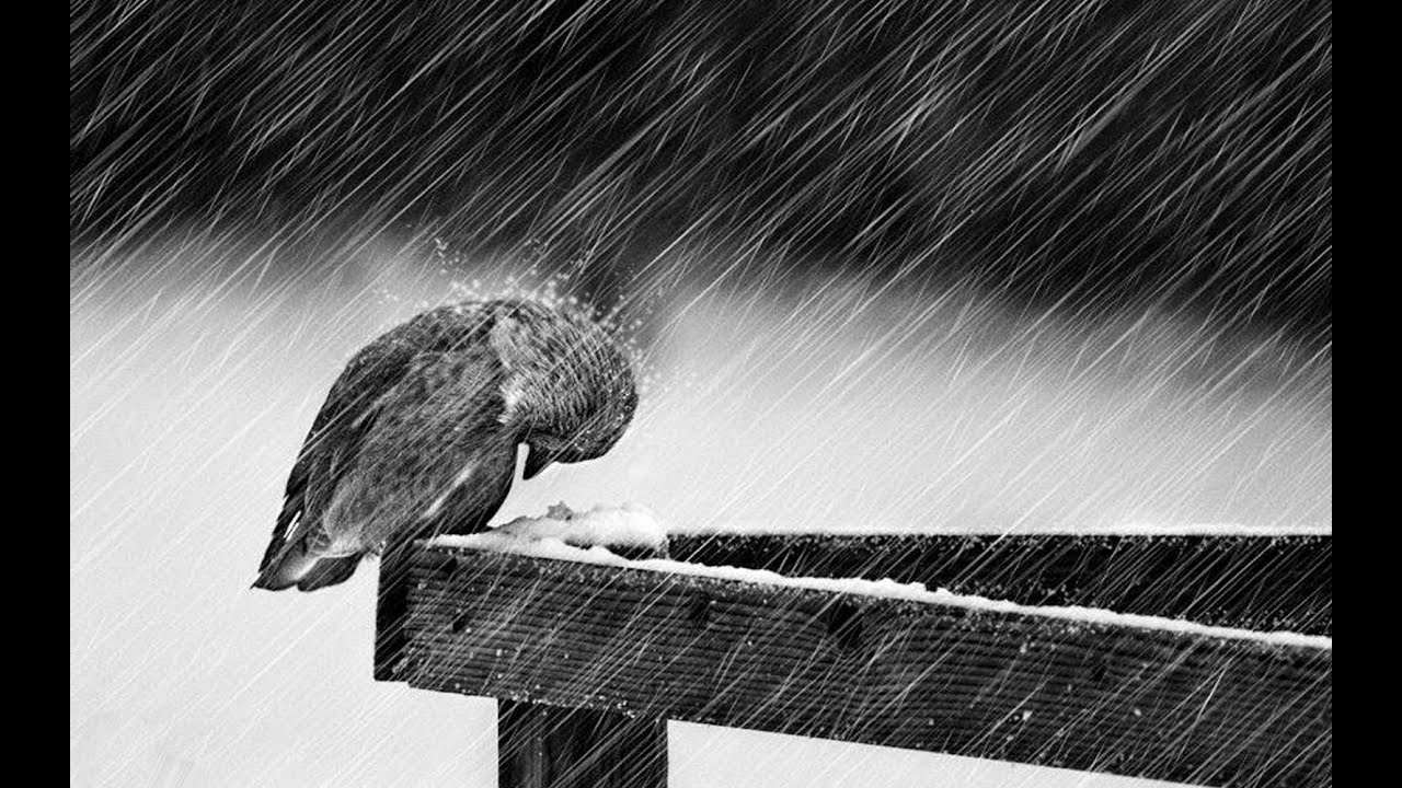 fond d'écran de pluie triste,l'eau,noir et blanc,photographie monochrome,monochrome,photographie de stock