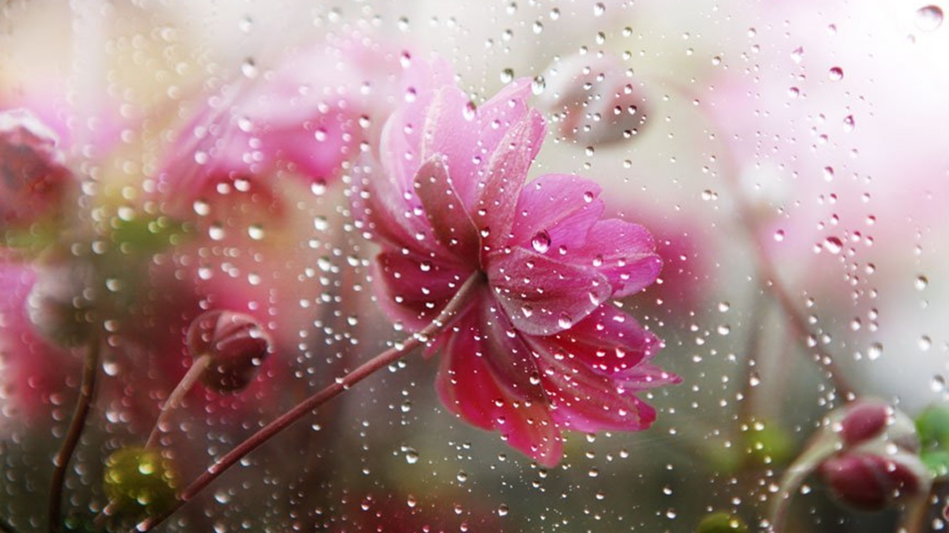 rain flowers wallpapers,water,pink,moisture,dew,drop