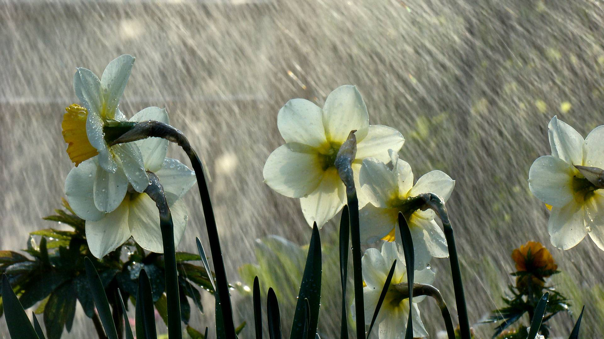 雨の花の壁紙,花,開花植物,工場,水仙,花弁