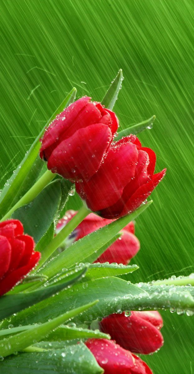 rain flowers wallpapers,flower,petal,red,plant,water