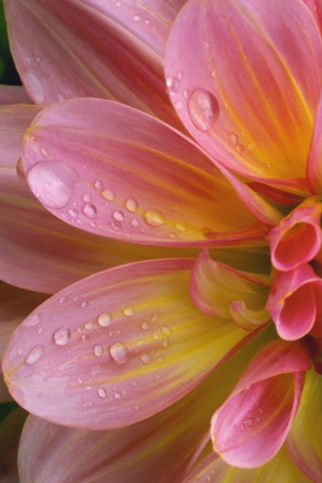 雨の花の壁紙,花弁,花,ピンク,水,閉じる