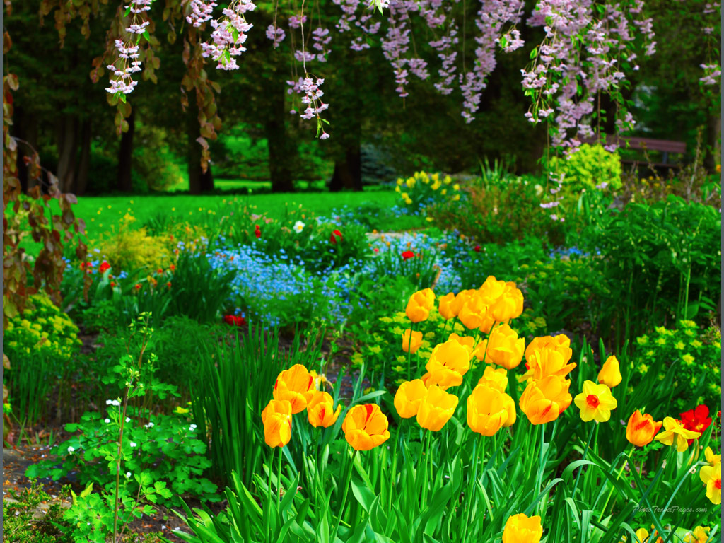 regenblumen tapeten,blume,blühende pflanze,natürliche landschaft,natur,pflanze