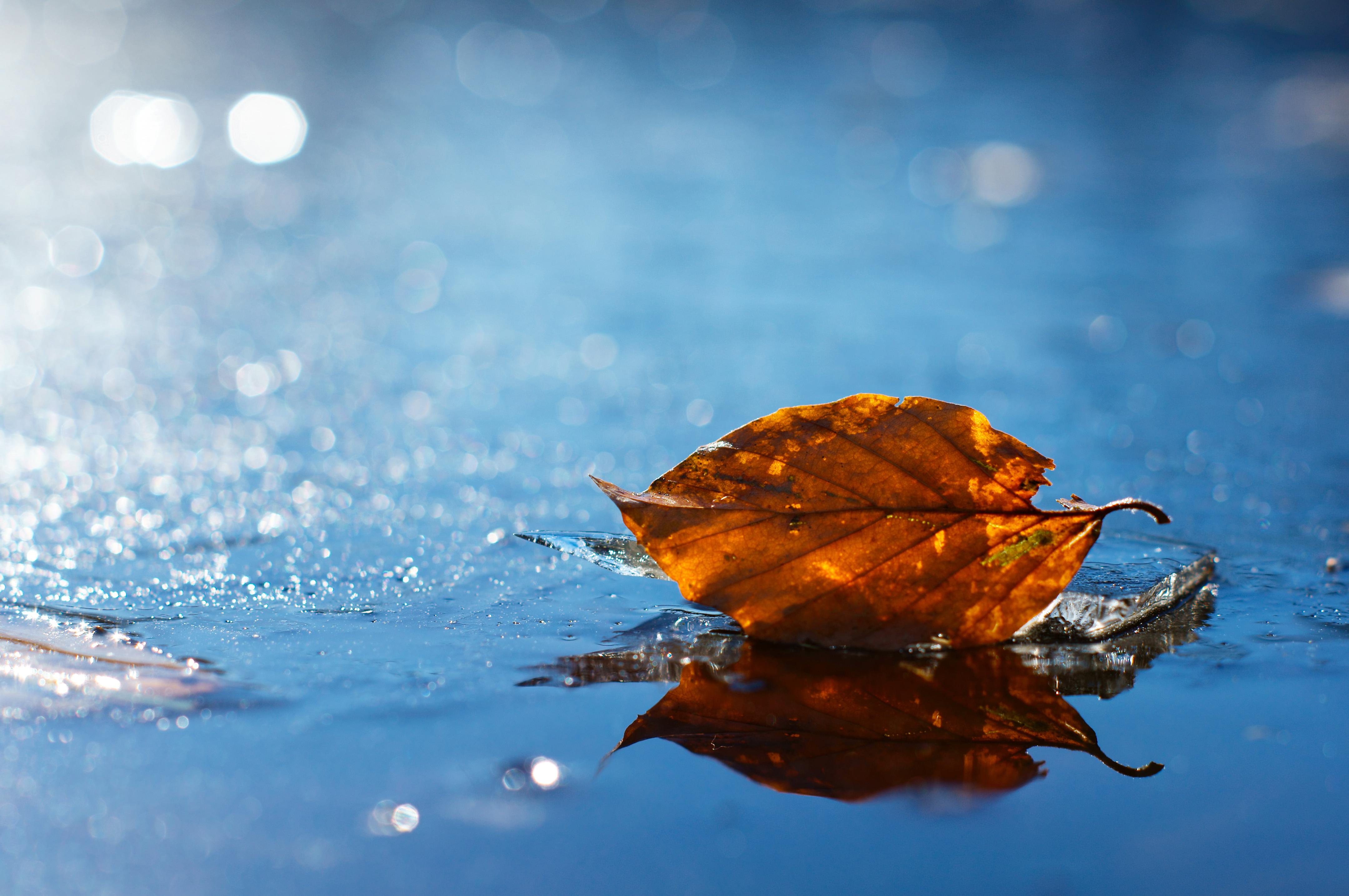 pioggia sfondo full hd,foglia,acqua,cielo,natura,riflessione