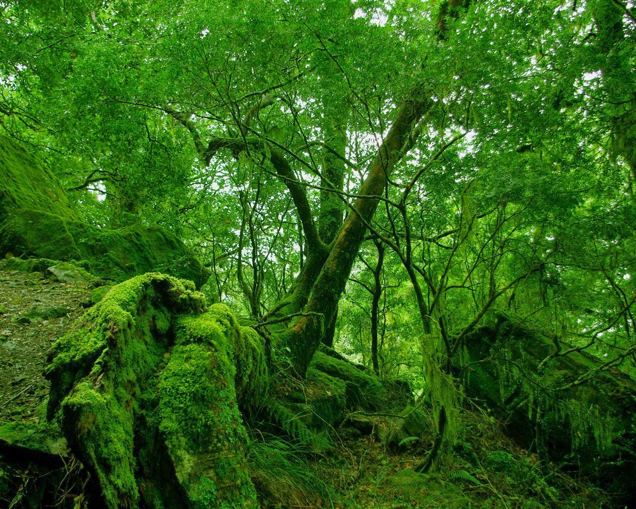 雨の自然の壁紙,木,自然の風景,古い成長林,自然,森林