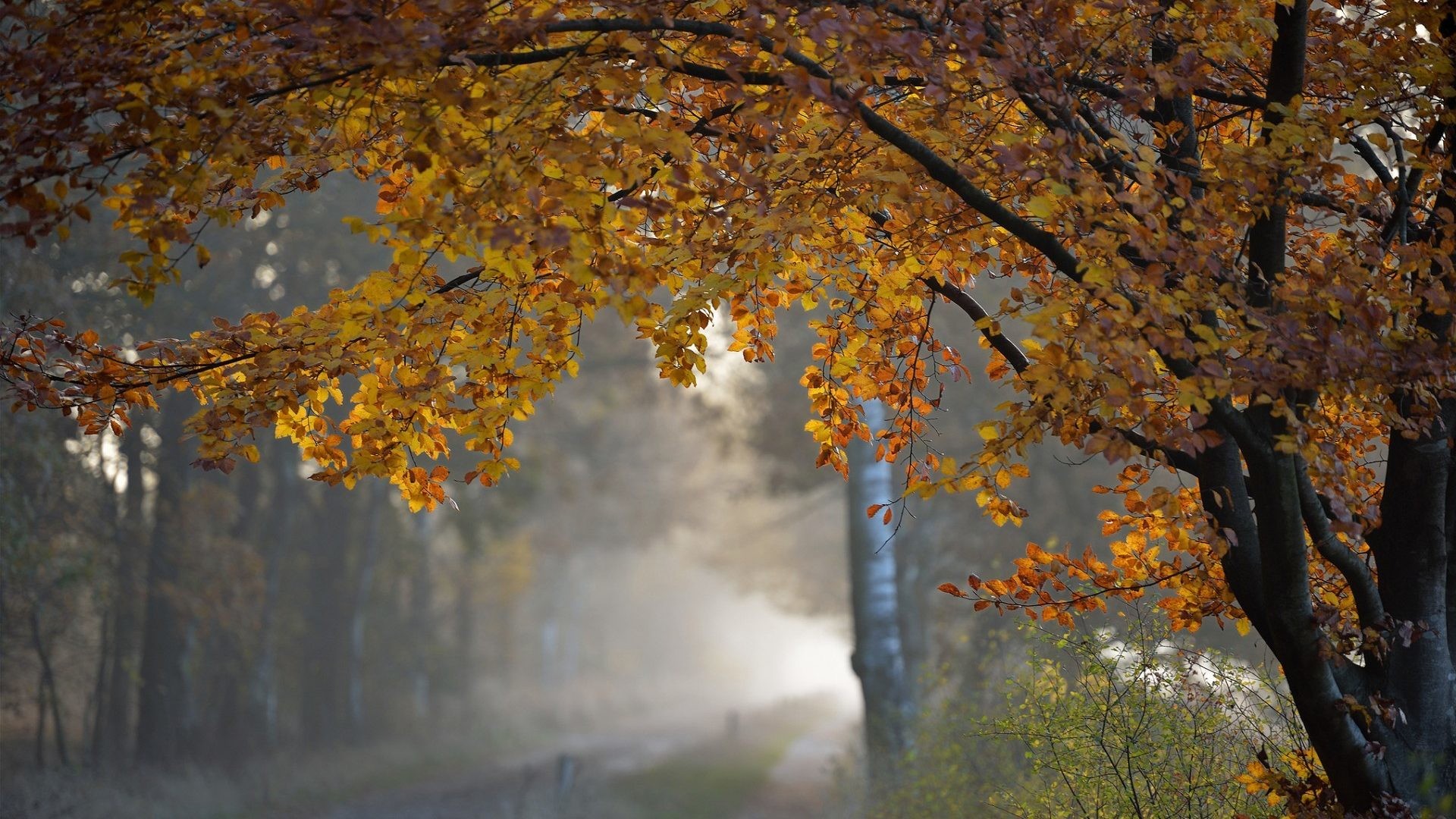 regen natur tapete,baum,natur,blatt,herbst,holzige pflanze