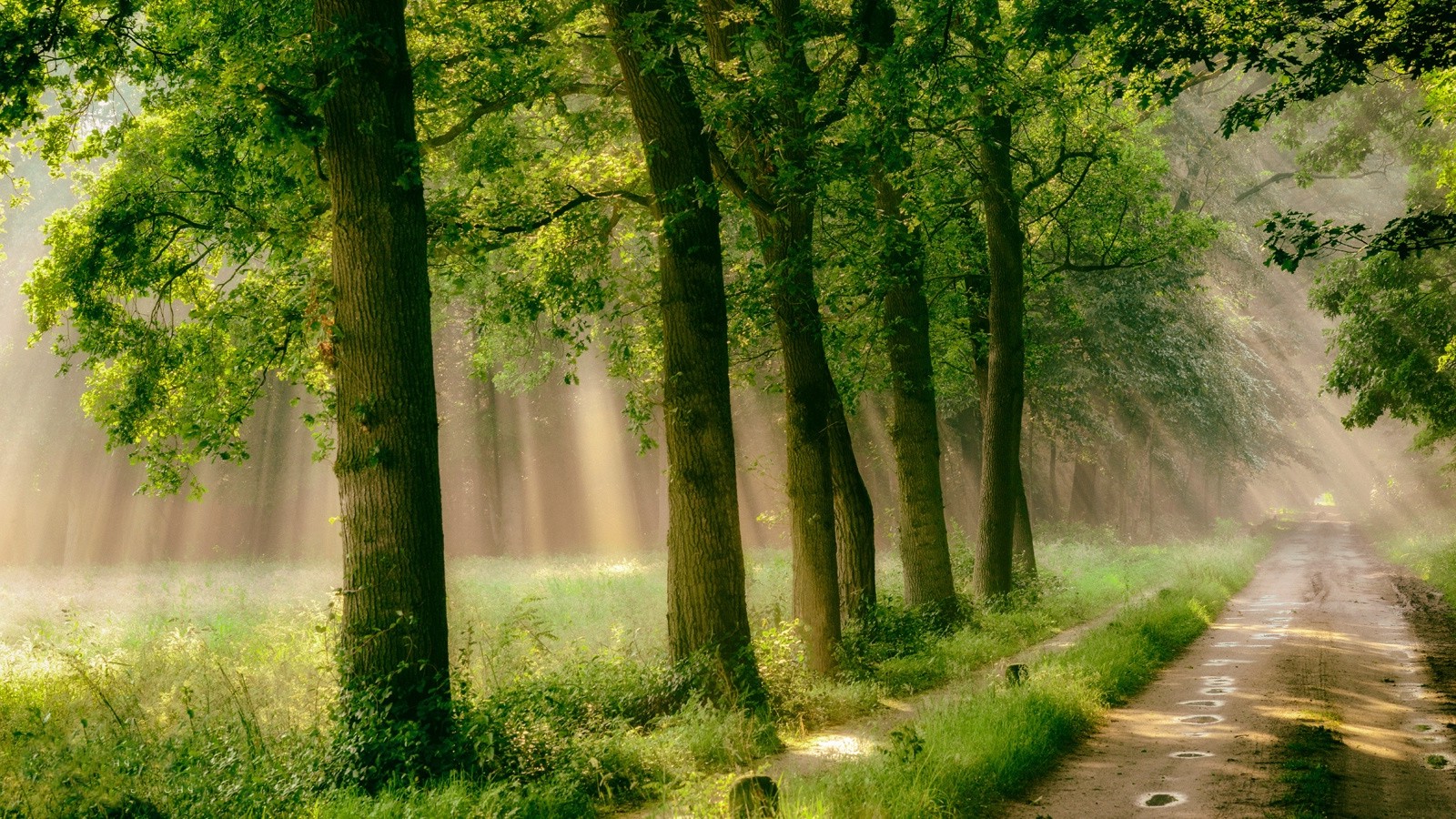雨の自然の壁紙,自然の風景,自然,木,緑,森林
