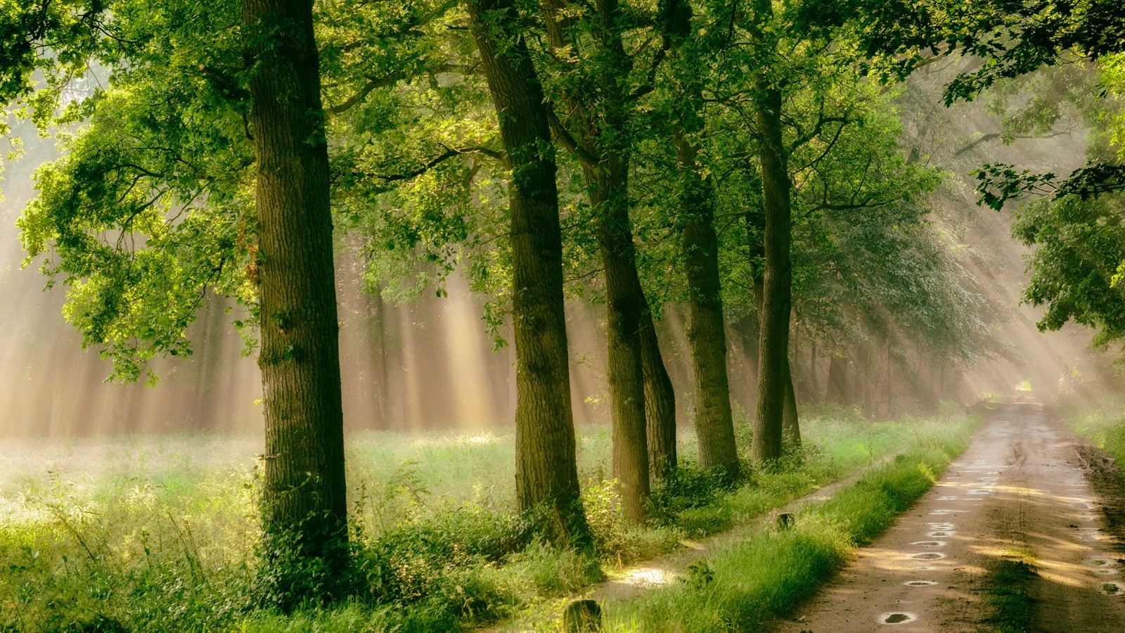 carta da parati natura pioggia,paesaggio naturale,natura,albero,verde,foresta