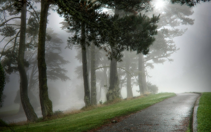 雨の自然の壁紙,霧,靄,自然,自然の風景,木