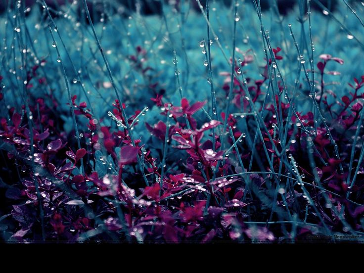 愛の雨の壁紙,水,自然,紫の,バイオレット,ピンク