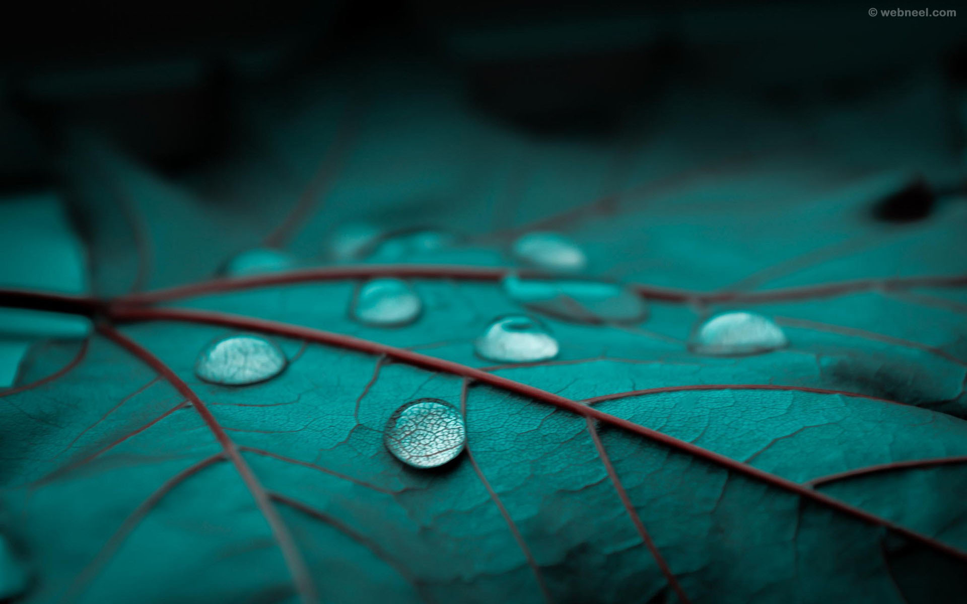 carta da parati pioggia per cellulare,verde,acqua,far cadere,macrofotografia,turchese