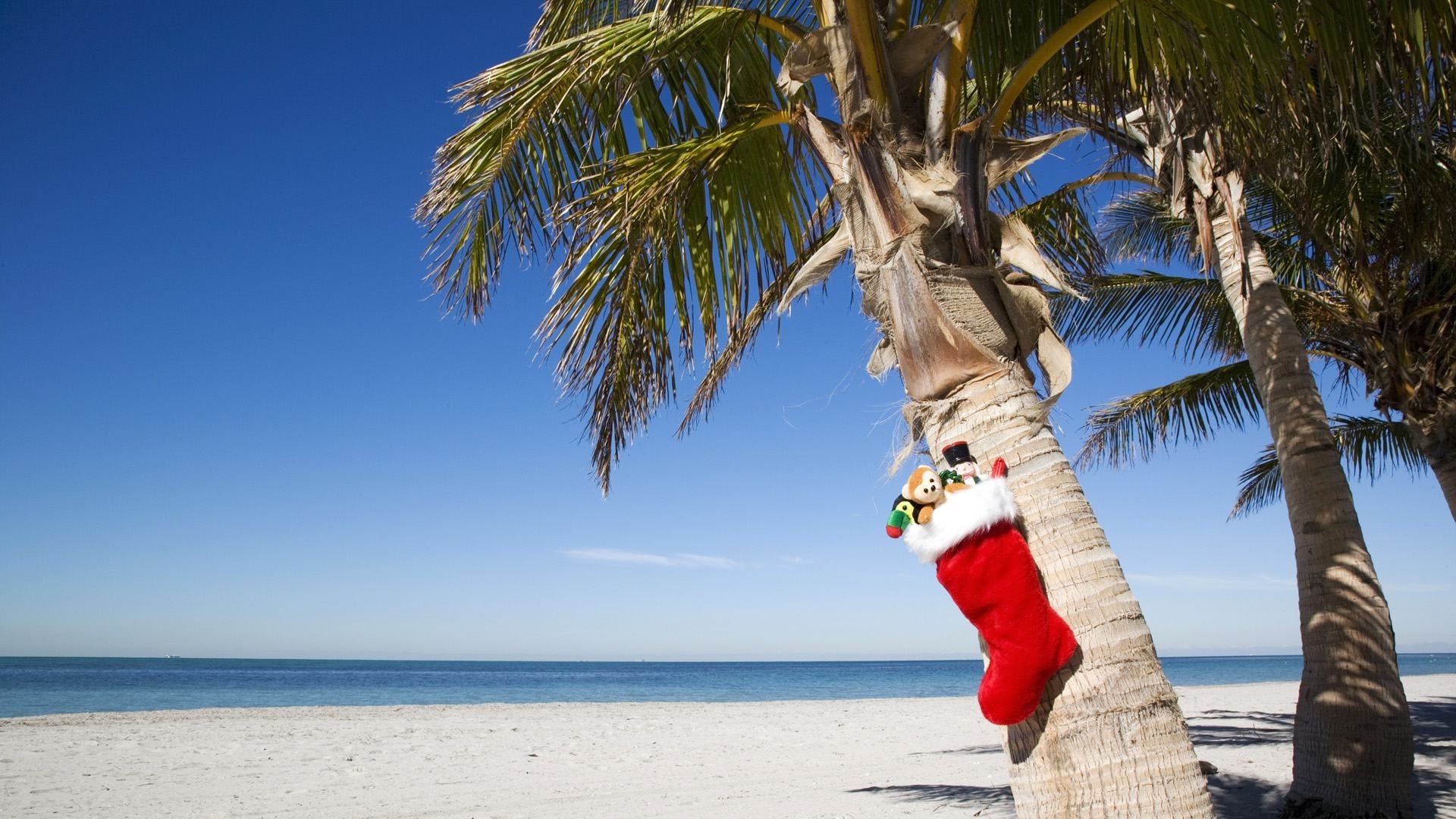 christmas beach wallpaper,tree,palm tree,sky,arecales,vacation