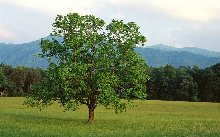 papier peint nature indienne,arbre,paysage naturel,la nature,plante ligneuse,ciel